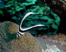 Juvenile Drum
Olypus 3030; Tetra Housing
Turks & Caicos
 by Frank M Virga 